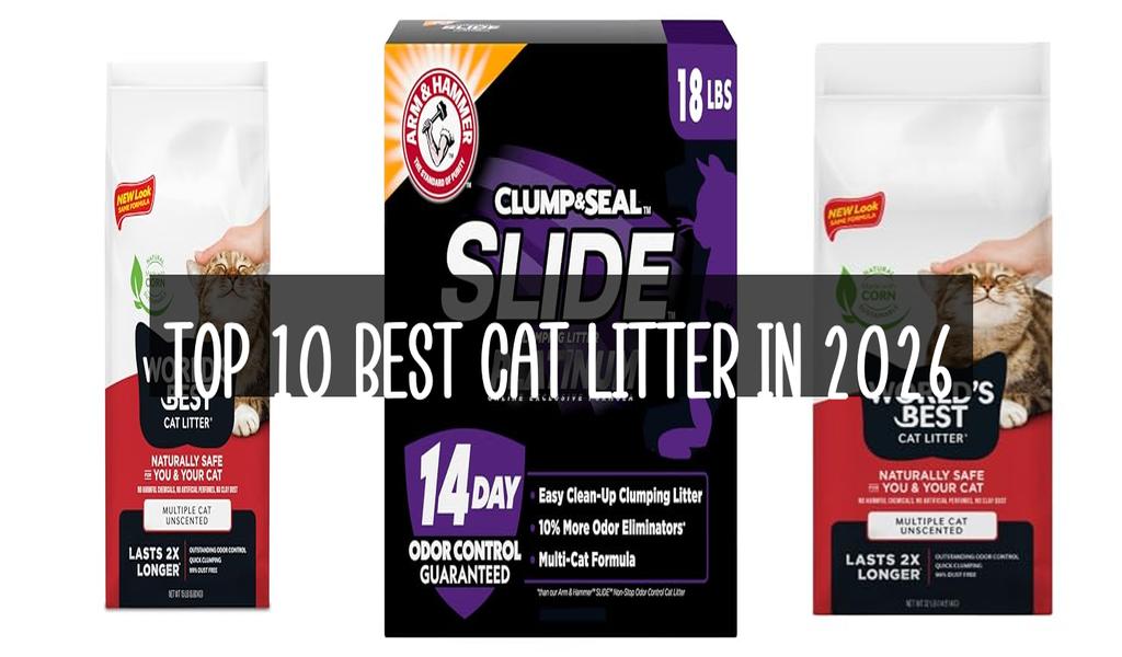 Top 10 Best Cat Litter in 2026