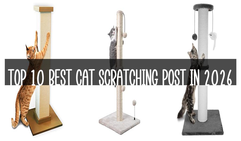 Top 10 Best Cat Scratching Post in 2026