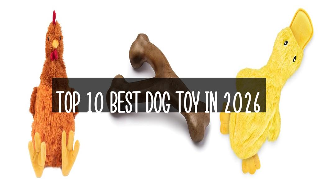 Top 10 Best Dog Toy in 2026