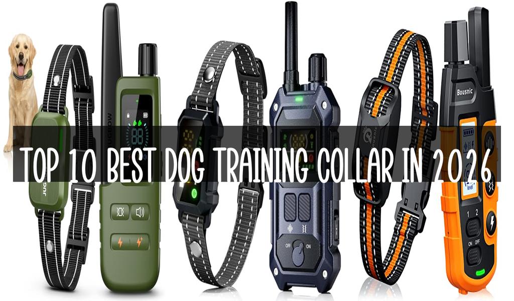 Top 10 Best Dog Training Collar in 2026